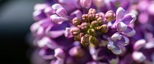 Preview wallpaper lilac, flowers, petals, purple, macro