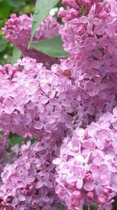 Preview wallpaper lilac, flowers, plant, bud