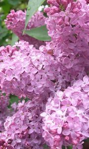 Preview wallpaper lilac, flowers, plant, bud