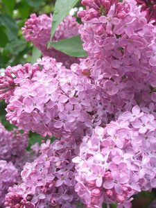 Preview wallpaper lilac, flowers, plant, bud