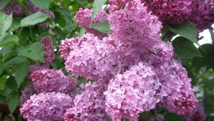 Preview wallpaper lilac, flowers, plant, bud