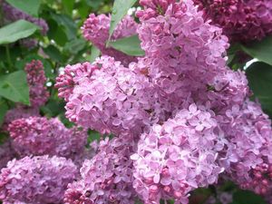 Preview wallpaper lilac, flowers, plant, bud