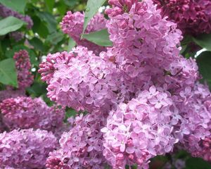 Preview wallpaper lilac, flowers, plant, bud