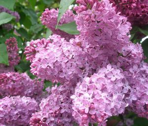 Preview wallpaper lilac, flowers, plant, bud