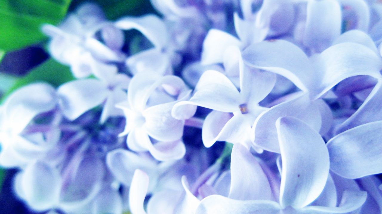 Wallpaper lilac, flowers, plants