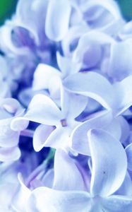 Preview wallpaper lilac, flowers, plants