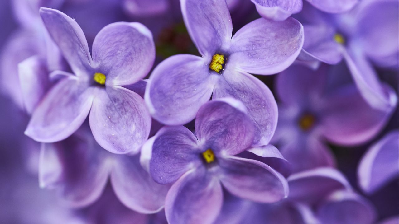 Wallpaper lilac, flowers, purple, macro