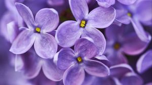 Preview wallpaper lilac, flowers, purple, macro