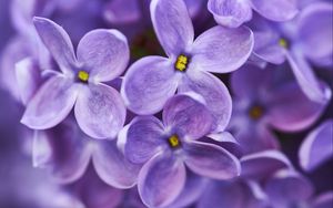 Preview wallpaper lilac, flowers, purple, macro
