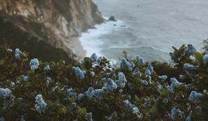 Preview wallpaper lilac, flowers, sea, rocks, coast