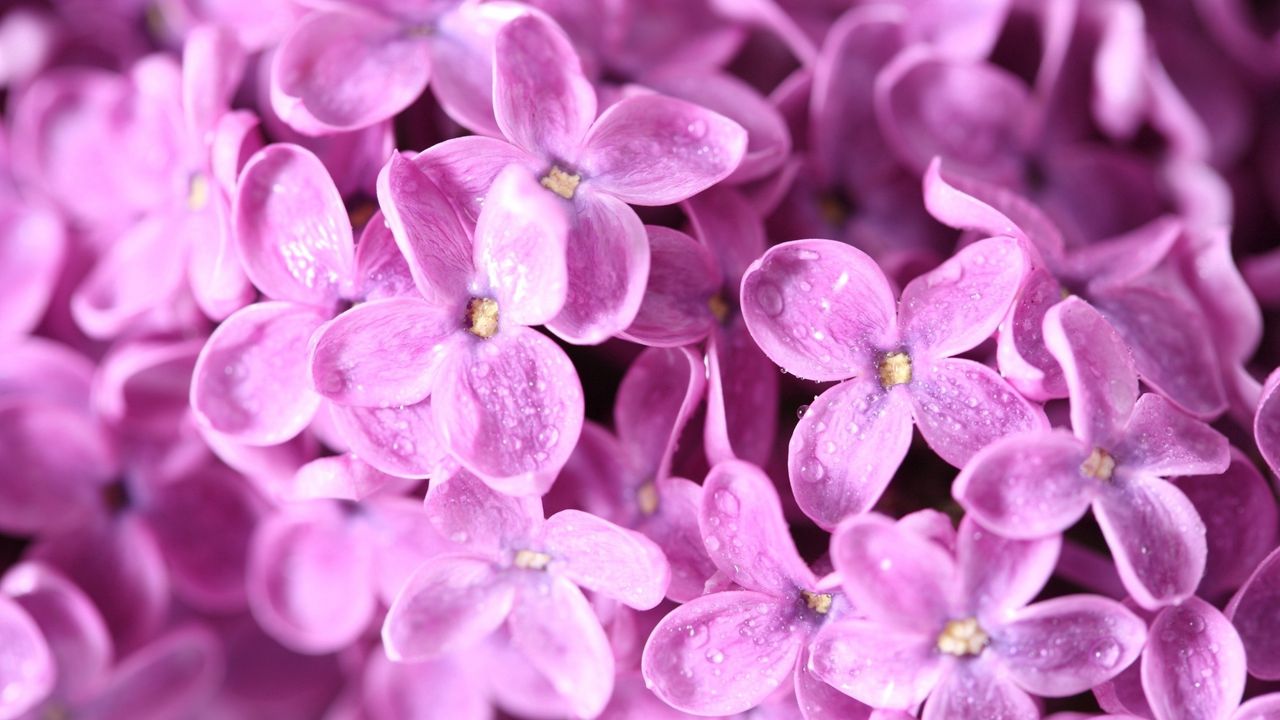 Wallpaper lilac, flowers, small, bright
