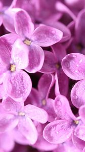 Preview wallpaper lilac, flowers, small, bright