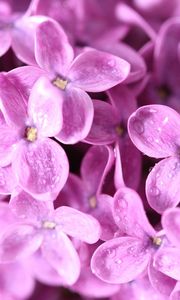 Preview wallpaper lilac, flowers, small, bright