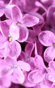 Preview wallpaper lilac, flowers, small, bright