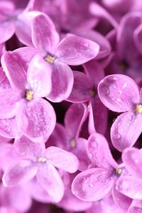 Preview wallpaper lilac, flowers, small, bright