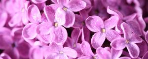 Preview wallpaper lilac, flowers, small, bright