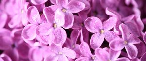 Preview wallpaper lilac, flowers, small, bright