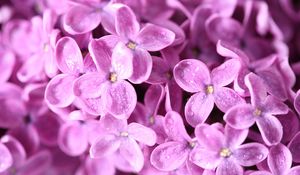 Preview wallpaper lilac, flowers, small, bright