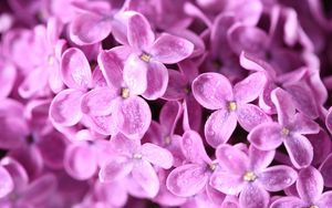 Preview wallpaper lilac, flowers, small, bright