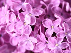 Preview wallpaper lilac, flowers, small, bright