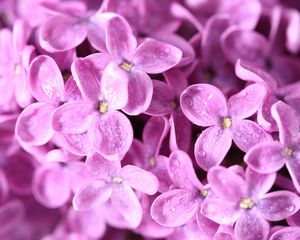 Preview wallpaper lilac, flowers, small, bright