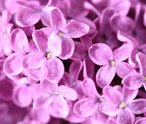 Preview wallpaper lilac, flowers, small, bright