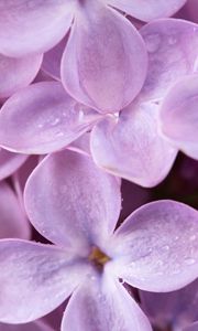 Preview wallpaper lilac, flowers, small
