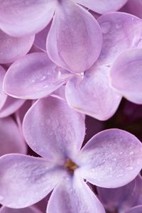 Preview wallpaper lilac, flowers, small