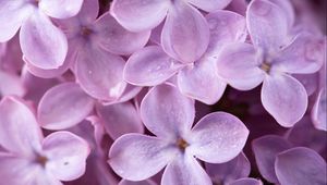 Preview wallpaper lilac, flowers, small