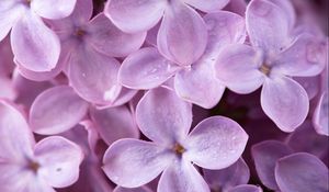 Preview wallpaper lilac, flowers, small