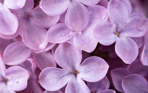 Preview wallpaper lilac, flowers, small