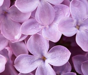 Preview wallpaper lilac, flowers, small
