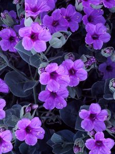 Preview wallpaper lilac, garden, bed, stamens