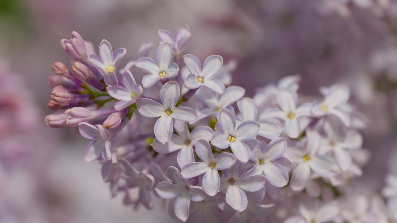 Wallpaper lilac, inflorescence, spring, petals, flowers