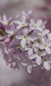 Preview wallpaper lilac, inflorescence, spring, petals, flowers