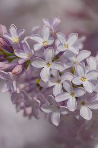 Preview wallpaper lilac, inflorescence, spring, petals, flowers