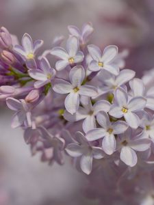 Preview wallpaper lilac, inflorescence, spring, petals, flowers