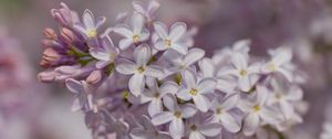 Preview wallpaper lilac, inflorescence, spring, petals, flowers