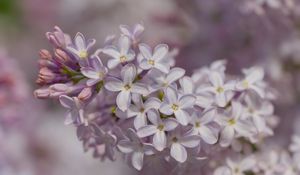 Preview wallpaper lilac, inflorescence, spring, petals, flowers