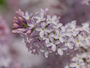 Preview wallpaper lilac, inflorescence, spring, petals, flowers