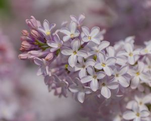 Preview wallpaper lilac, inflorescence, spring, petals, flowers