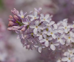 Preview wallpaper lilac, inflorescence, spring, petals, flowers