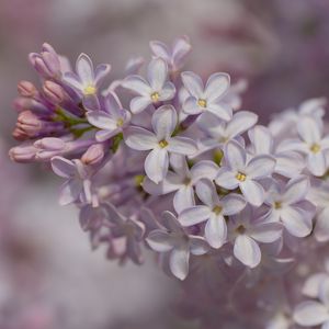 Preview wallpaper lilac, inflorescence, spring, petals, flowers