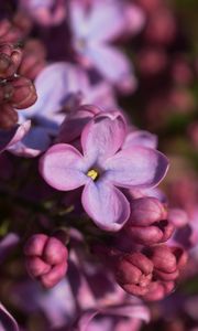 Preview wallpaper lilac, inflorescence, spring