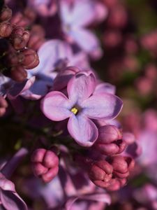 Preview wallpaper lilac, inflorescence, spring