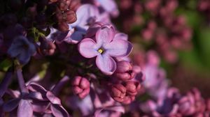Preview wallpaper lilac, inflorescence, spring
