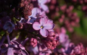 Preview wallpaper lilac, inflorescence, spring