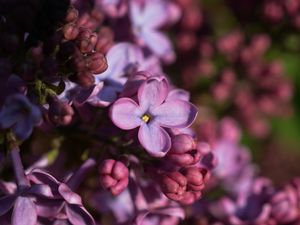 Preview wallpaper lilac, inflorescence, spring