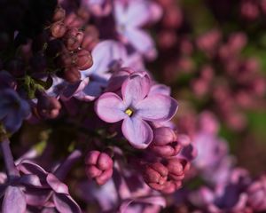 Preview wallpaper lilac, inflorescence, spring