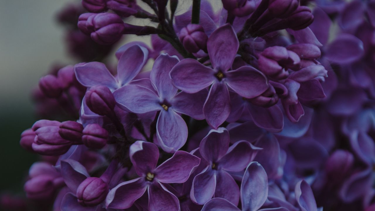 Wallpaper lilac, inflorescences, flowers, bush